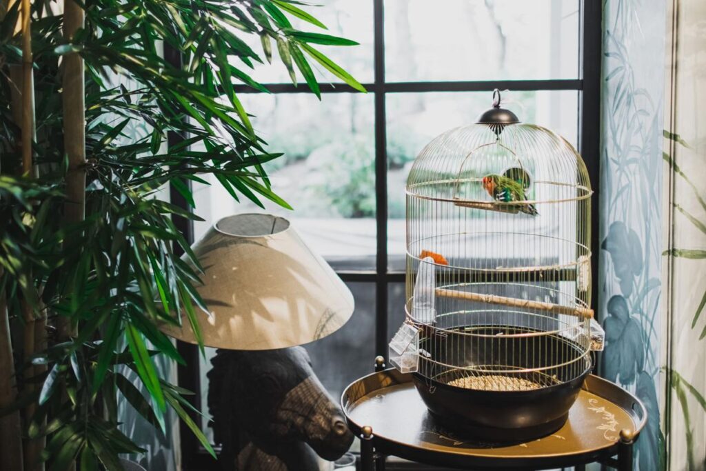 bird cage away from kitchen safe setup