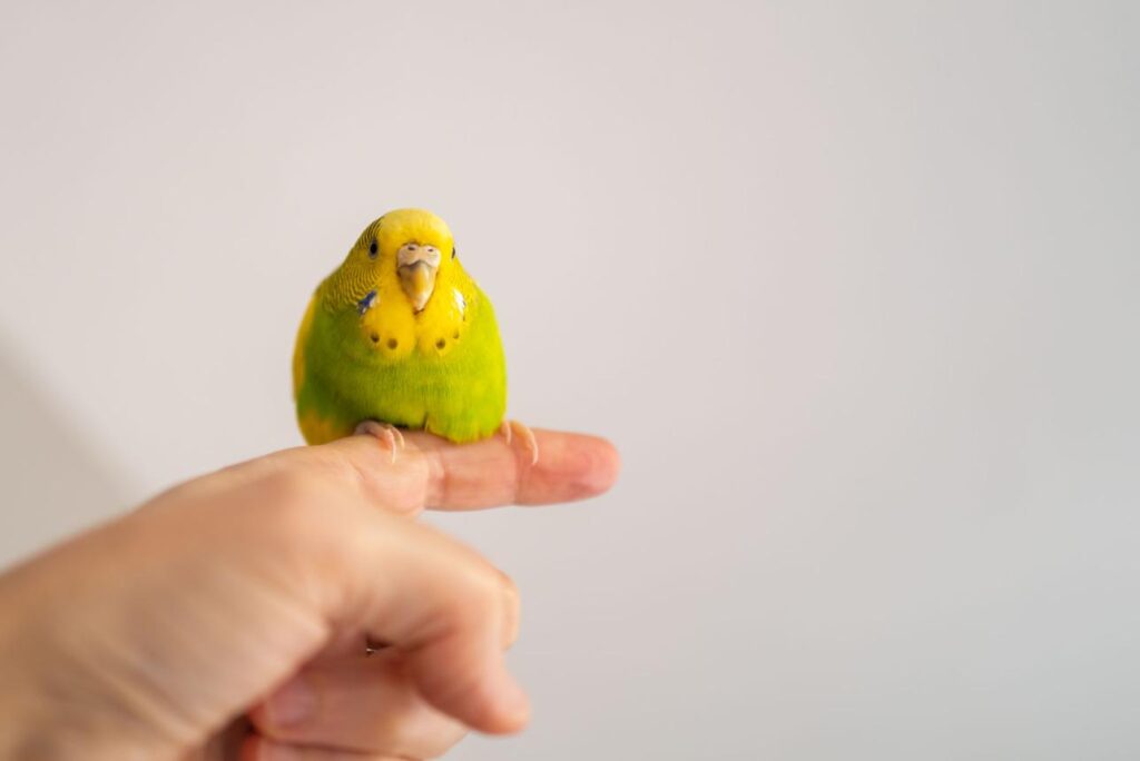 older adult enjoying pet bird at home calm companionship after 50