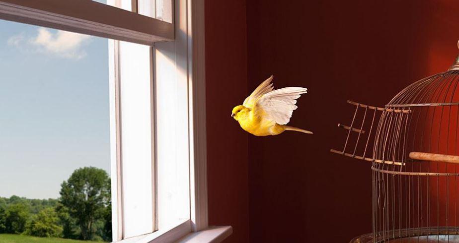yellow canary singing and flying out of cage peaceful home