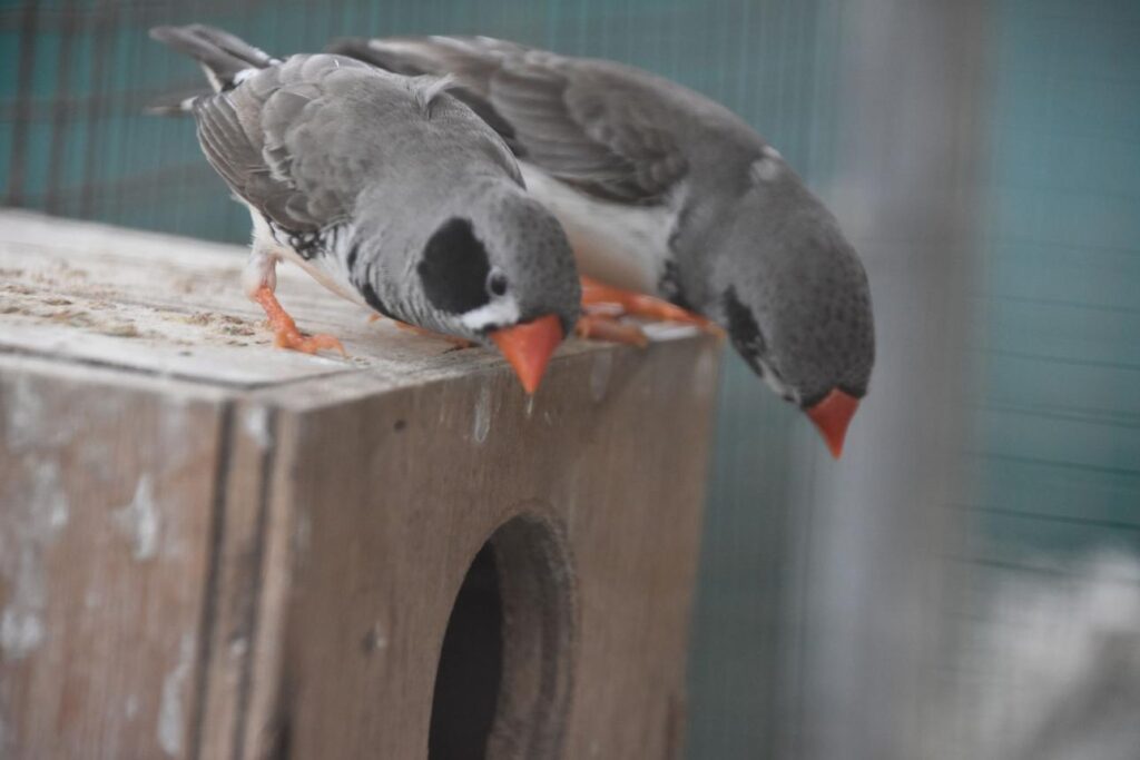 finches feeding together peaceful interaction, ultimate calm