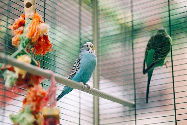 bird cage near window with direct draft exposure problem