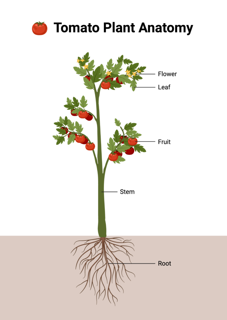gardening after 50 deep planting tomato method raised bed easy technique
